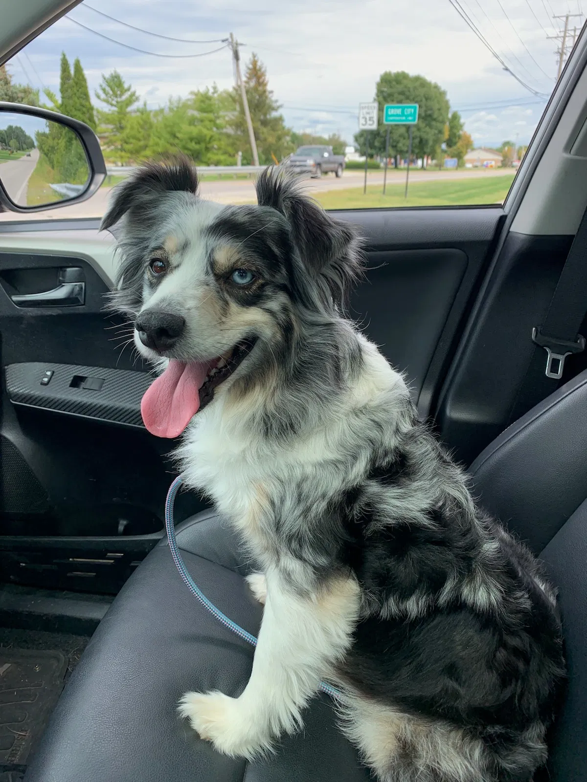 Lost dog in Grove City, OH, 43123