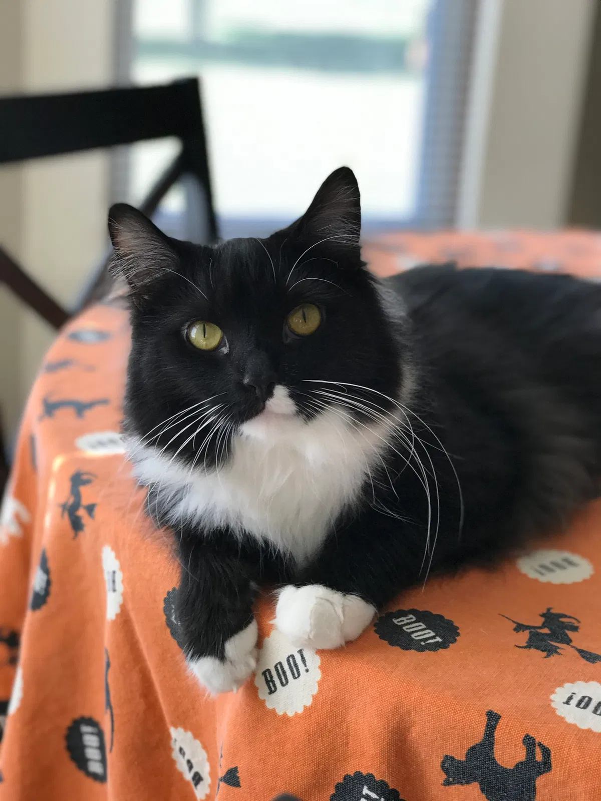 Lost cat in Hilliard, OH, 43026