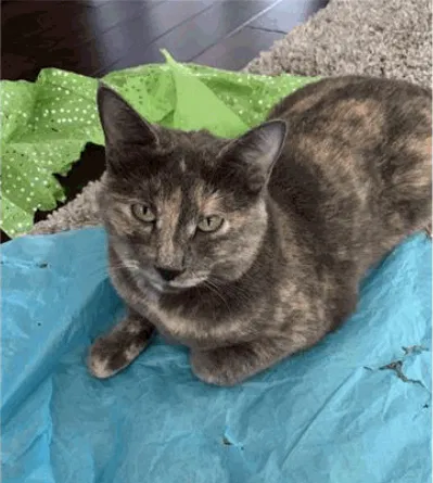 Lost cat in Eustis, FL, 32736