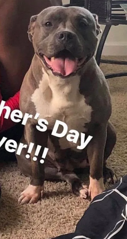 Lost dog in Greensboro, NC, 27405