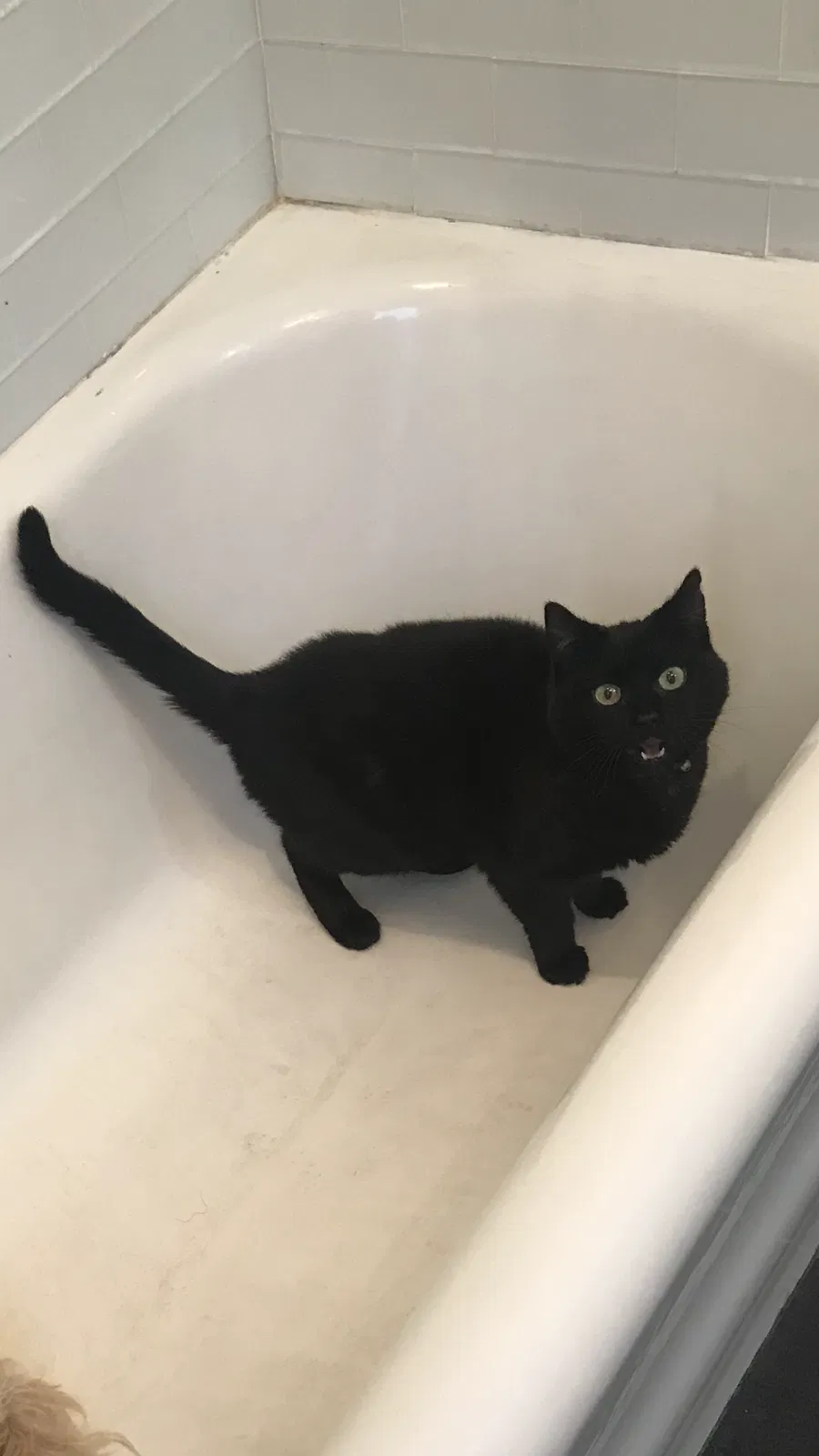 Lost cat in Freeport, NY, 11520