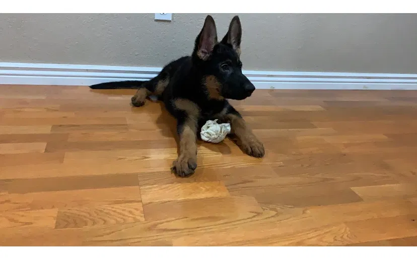 Lost dog in Denver, CO, 80235