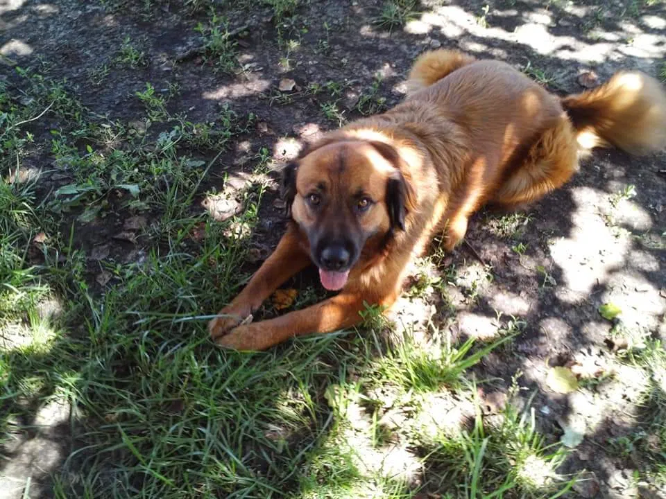 Lost dog in Emporia, KS, 66801