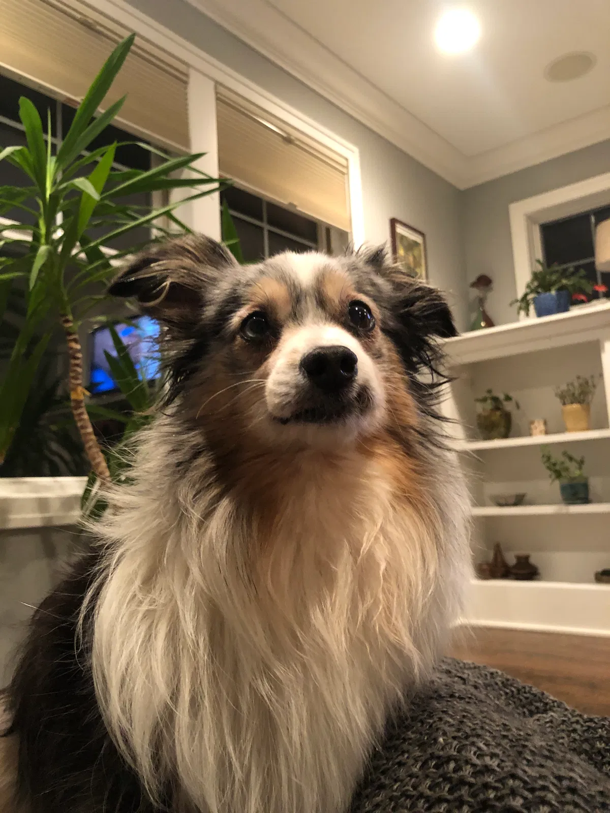 Lost dog in Minneapolis, MN, 55410