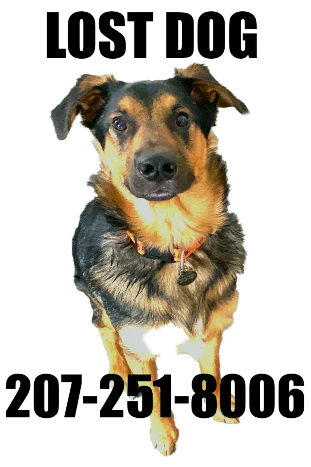Lost dog in Sanford, ME, 4073