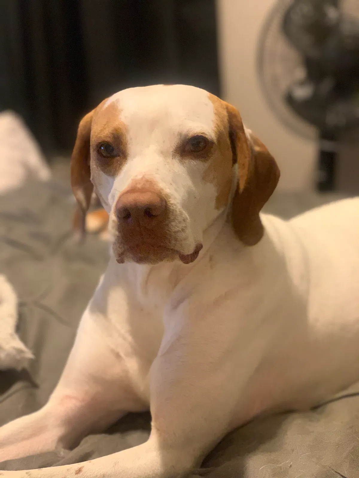 Lost dog in Tyler, TX, 75707