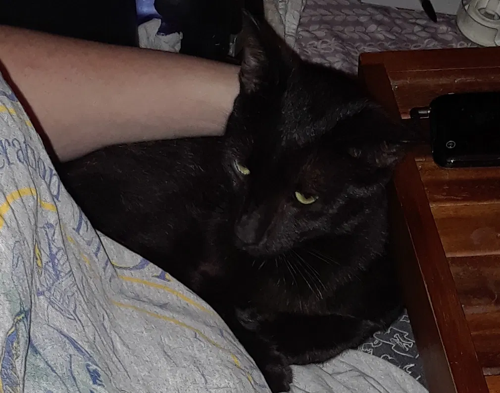 Lost cat in Daytona Beach, FL, 32117