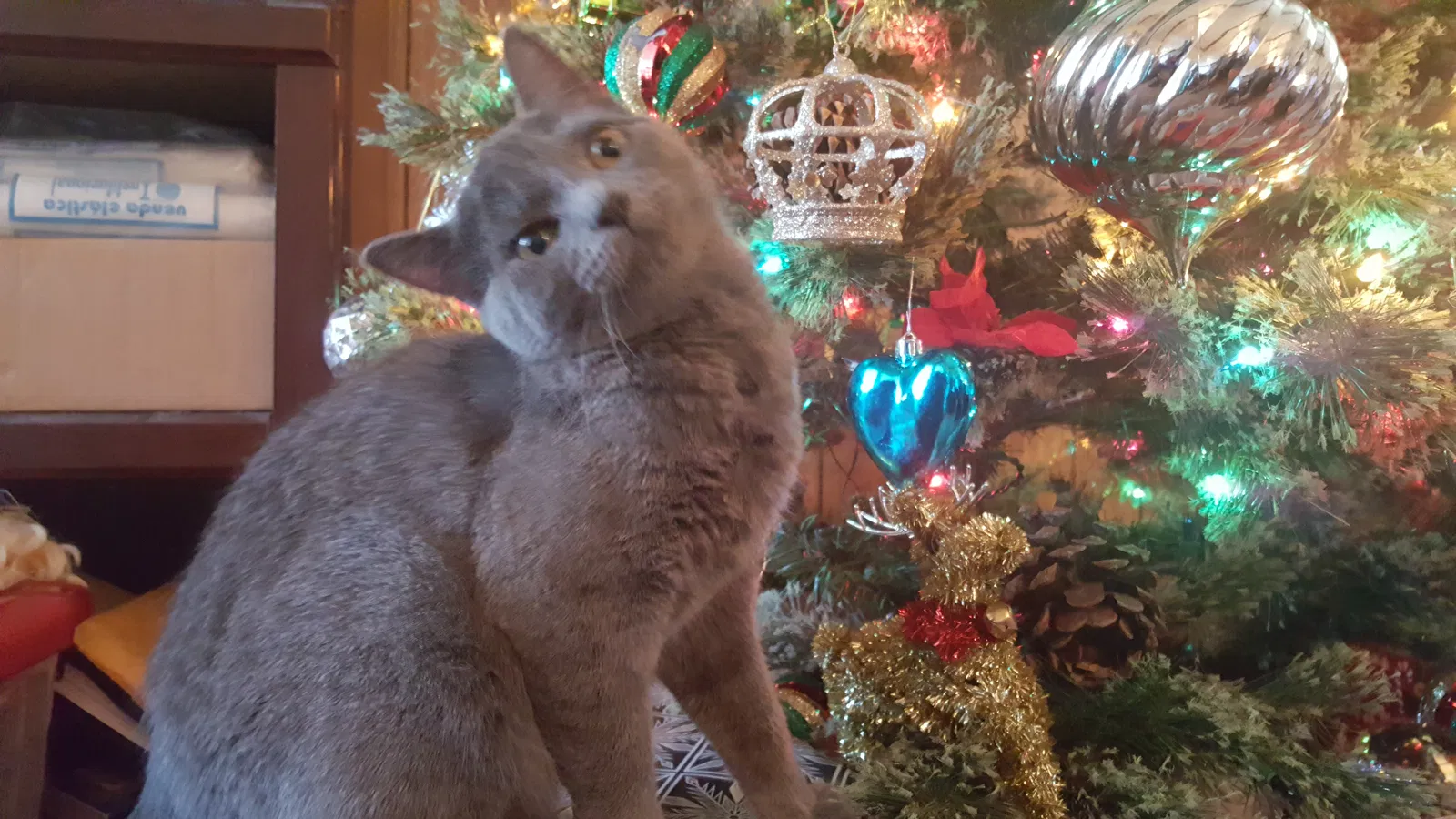 Lost cat in Keller, TX, 76248