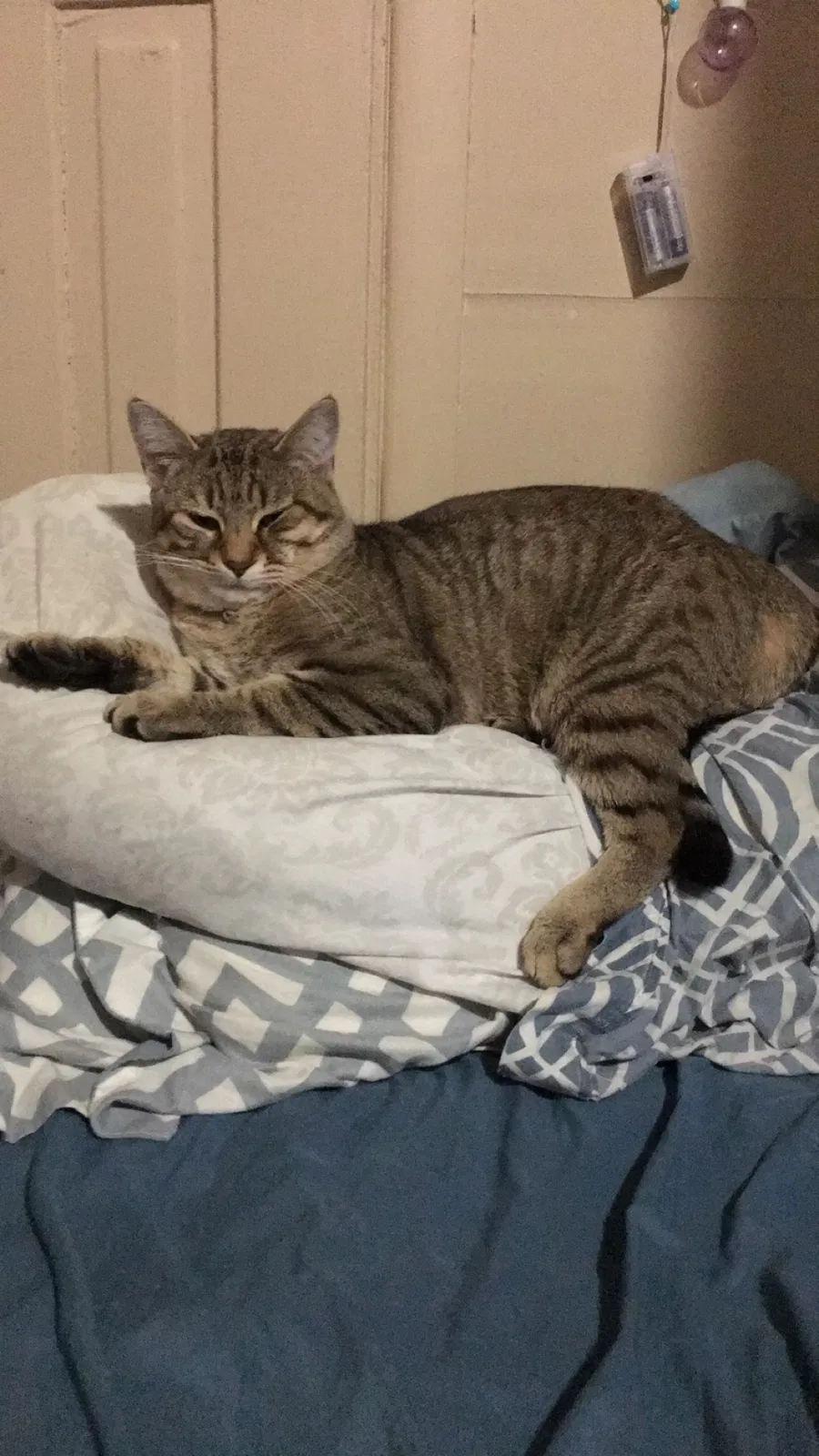 Lost cat in Washington Court House, OH, 43160