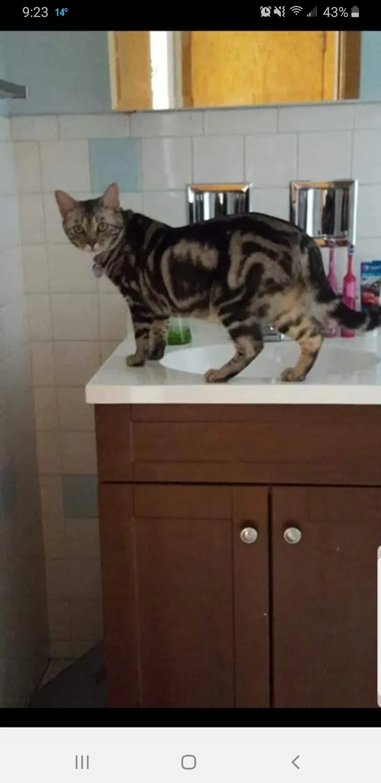 Lost cat in Chicago, IL, 60634
