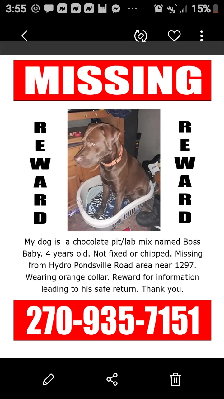 Lost dog in Smiths Grove, KY, 42171