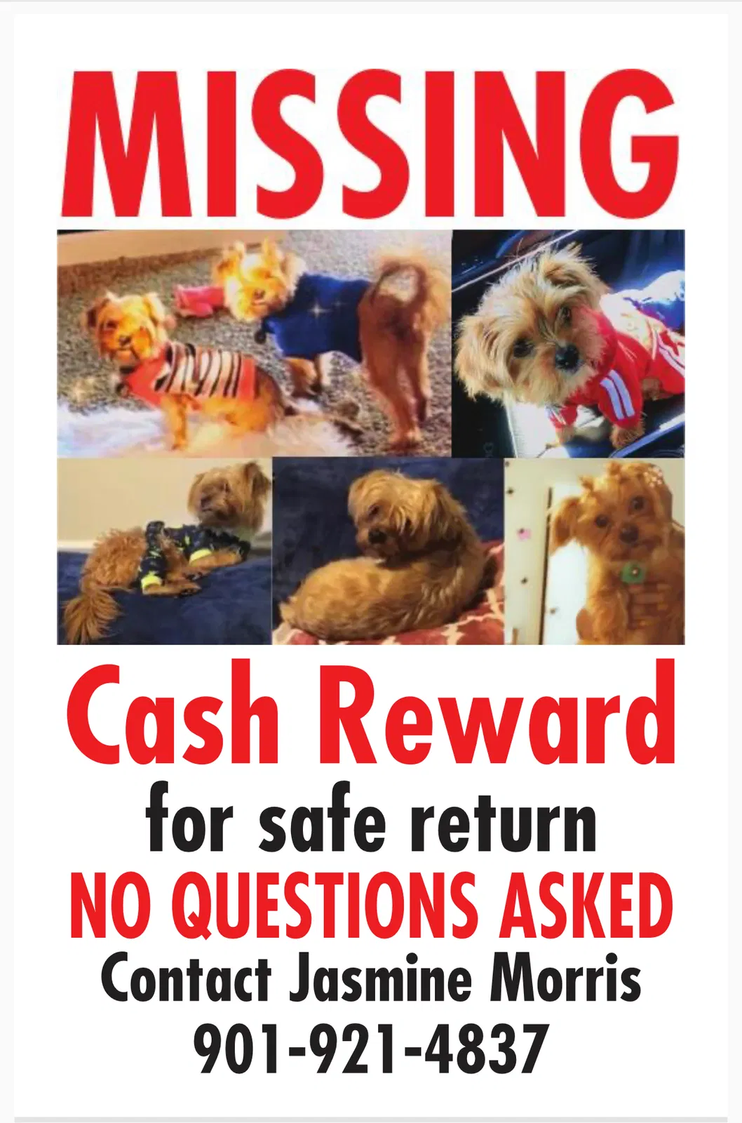 Lost dog in Memphis, TN, 38118