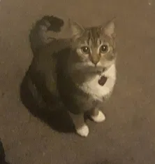 Lost cat in Greenfield, IN, 46140