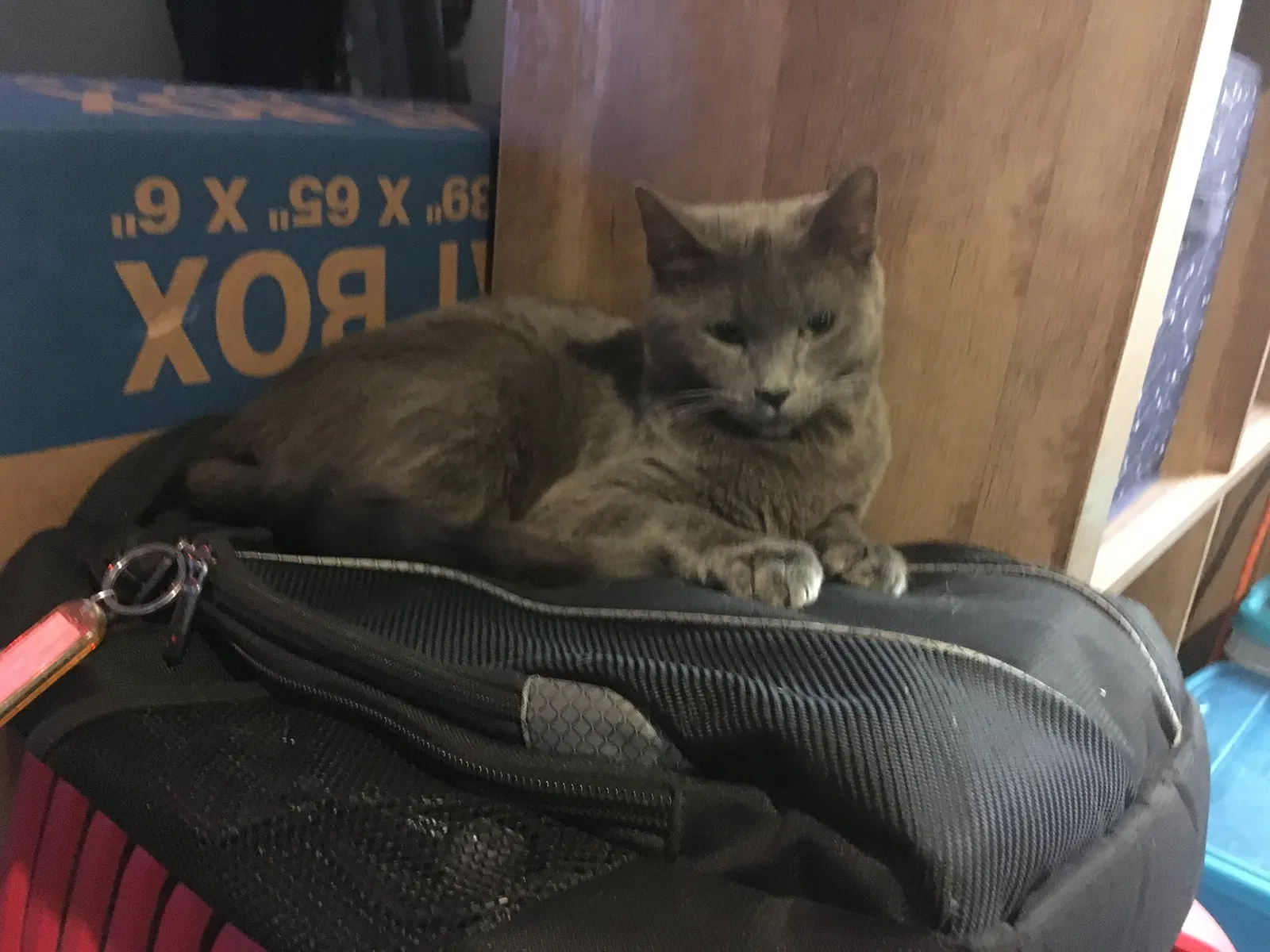 Found cat in Phoenix, AZ, 85035