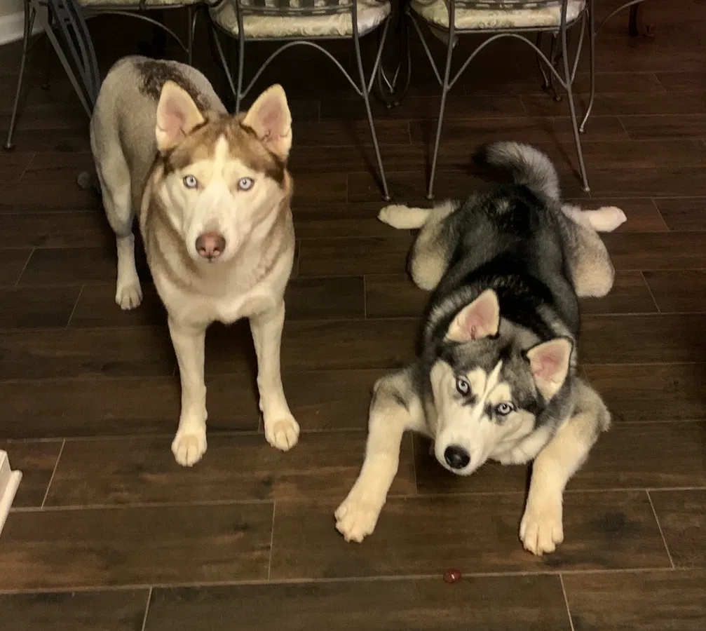 Lost dog in Duluth, GA, 30096