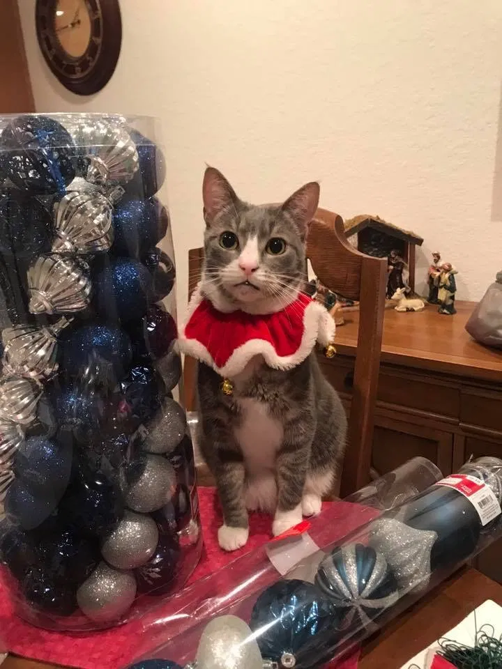 Lost cat in Lake Wales, FL, 33898