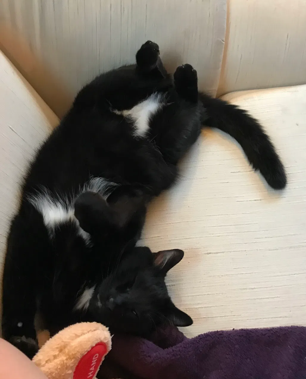 Lost cat in Oconomowoc, WI, 53066