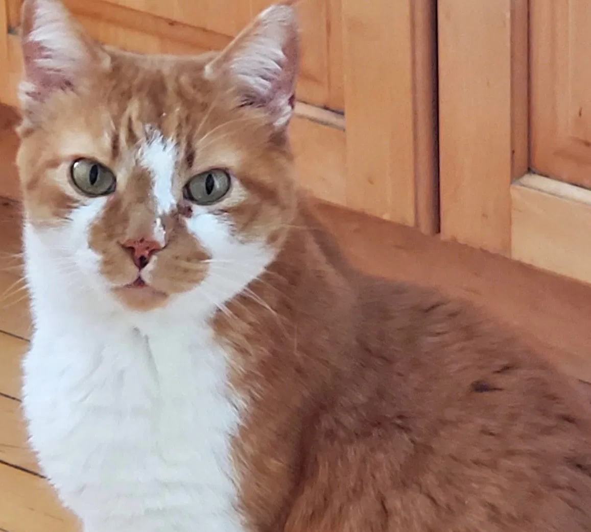 Lost cat in Eaton, NY, 13334
