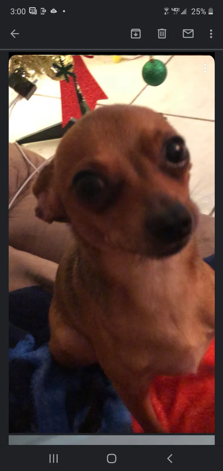 Lost dog in Orlando, FL, 32817