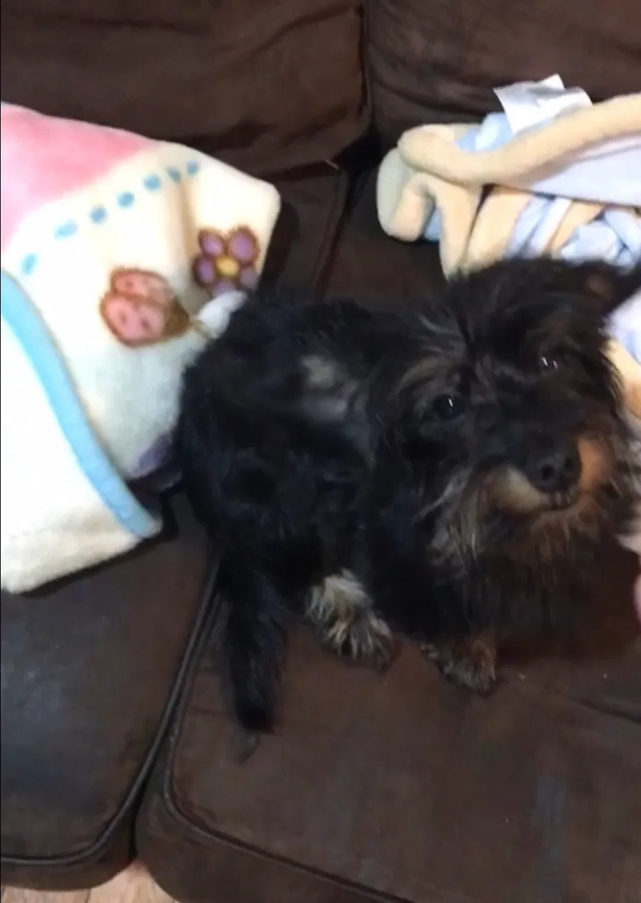 Lost dog in Paterson, NJ, 7501
