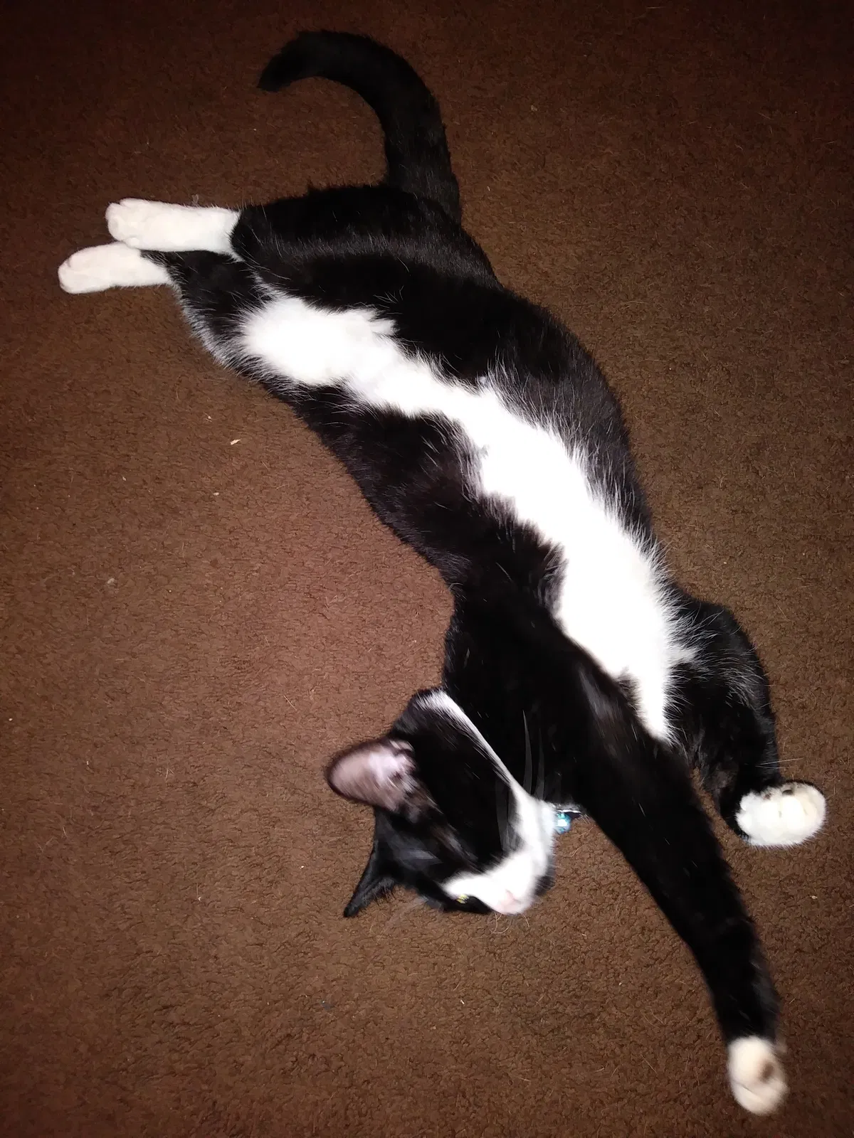 Lost cat in Spring, TX, 77388