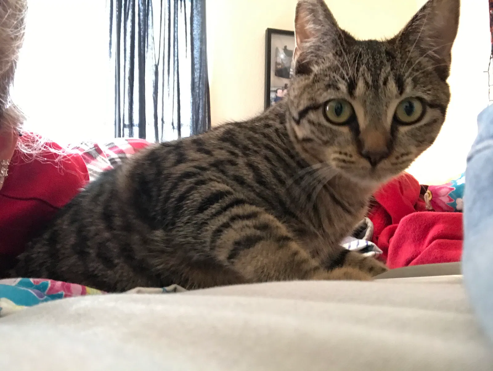 Lost cat in Morgan Hill, CA, 95037