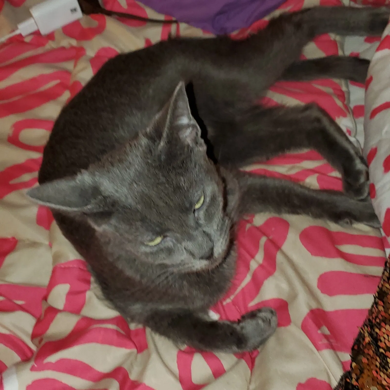 Lost cat in Phoenix, AZ, 85016