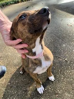 Found dog in Boyce, LA, 71409