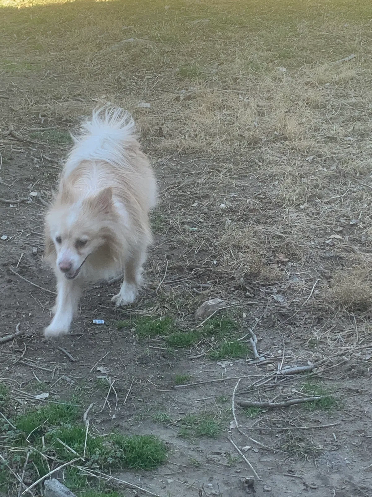 Found dog in Baltimore, MD, 21214