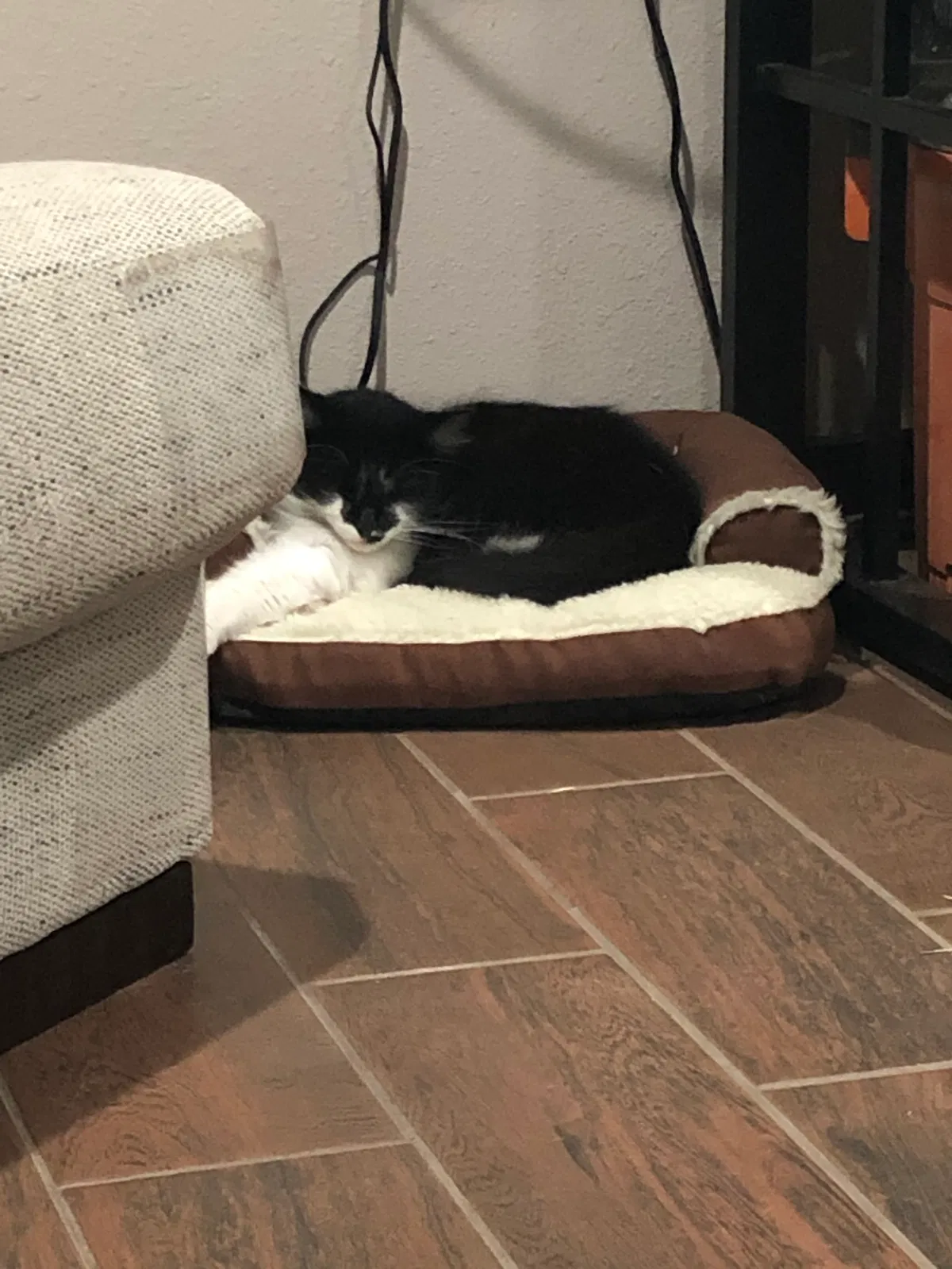 Lost cat in Buena Park, CA, 90620