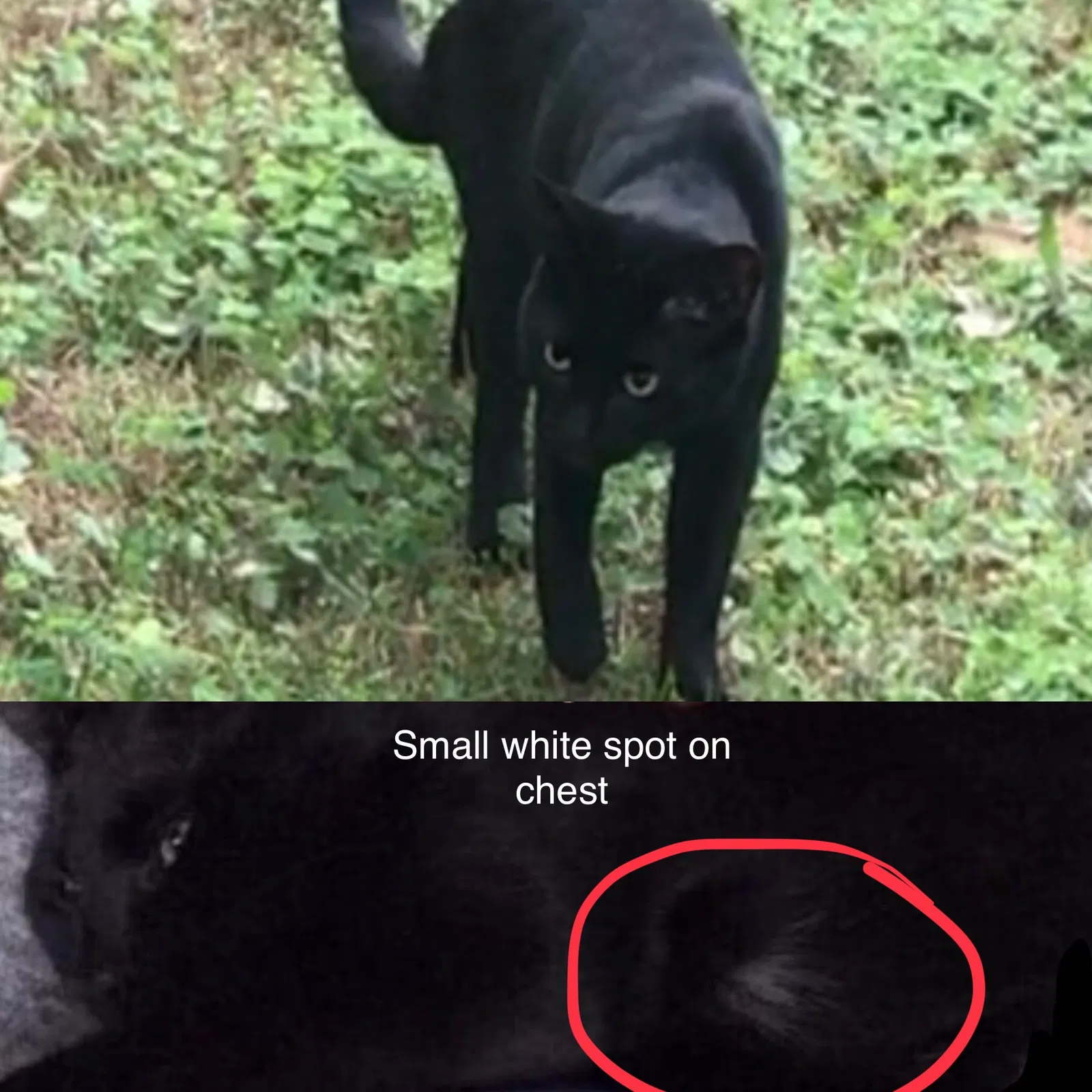 Lost cat in Seffner, FL, 33584