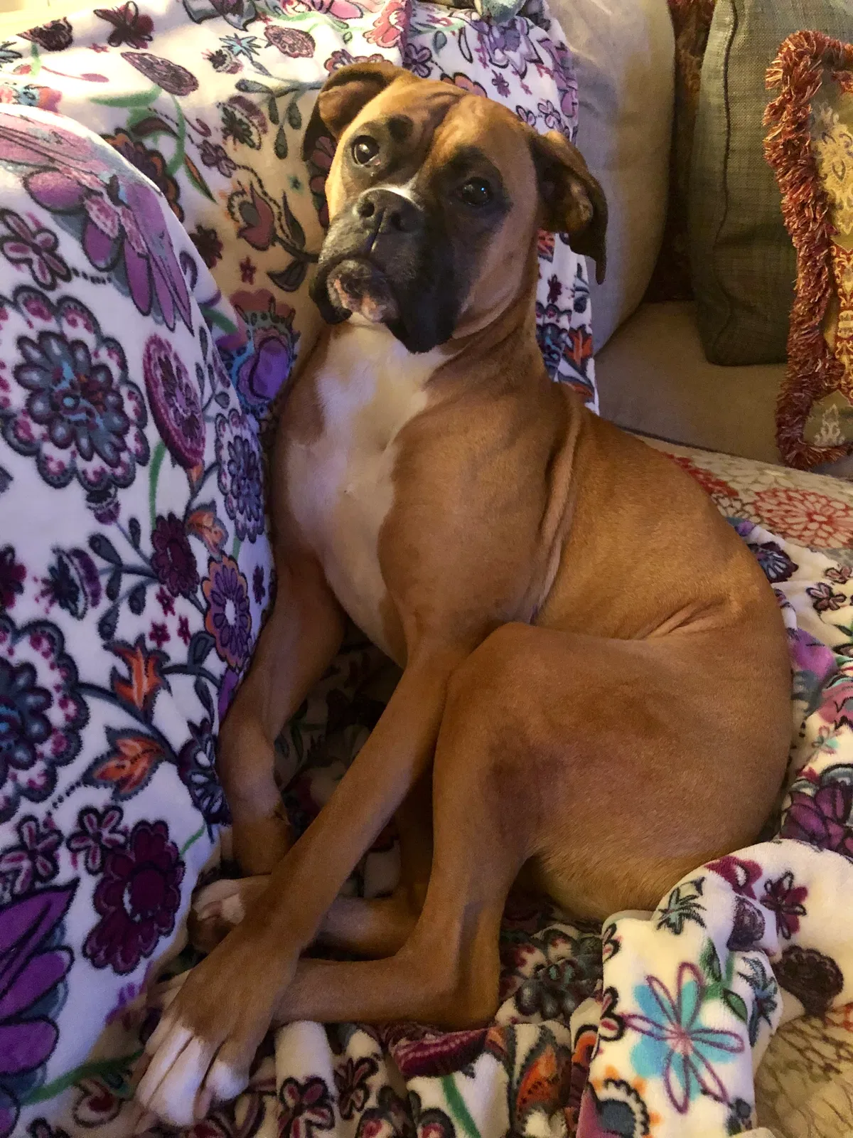 Lost dog in Coldwater, MS, 38618