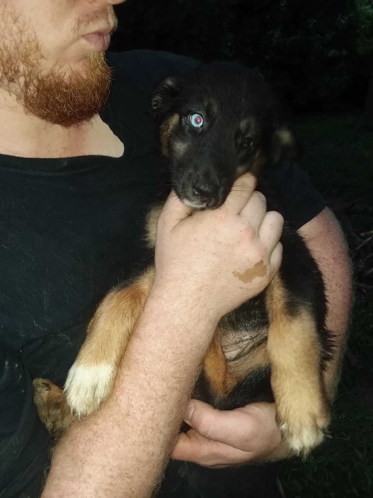 Lost dog in Middletown, OH, 45044