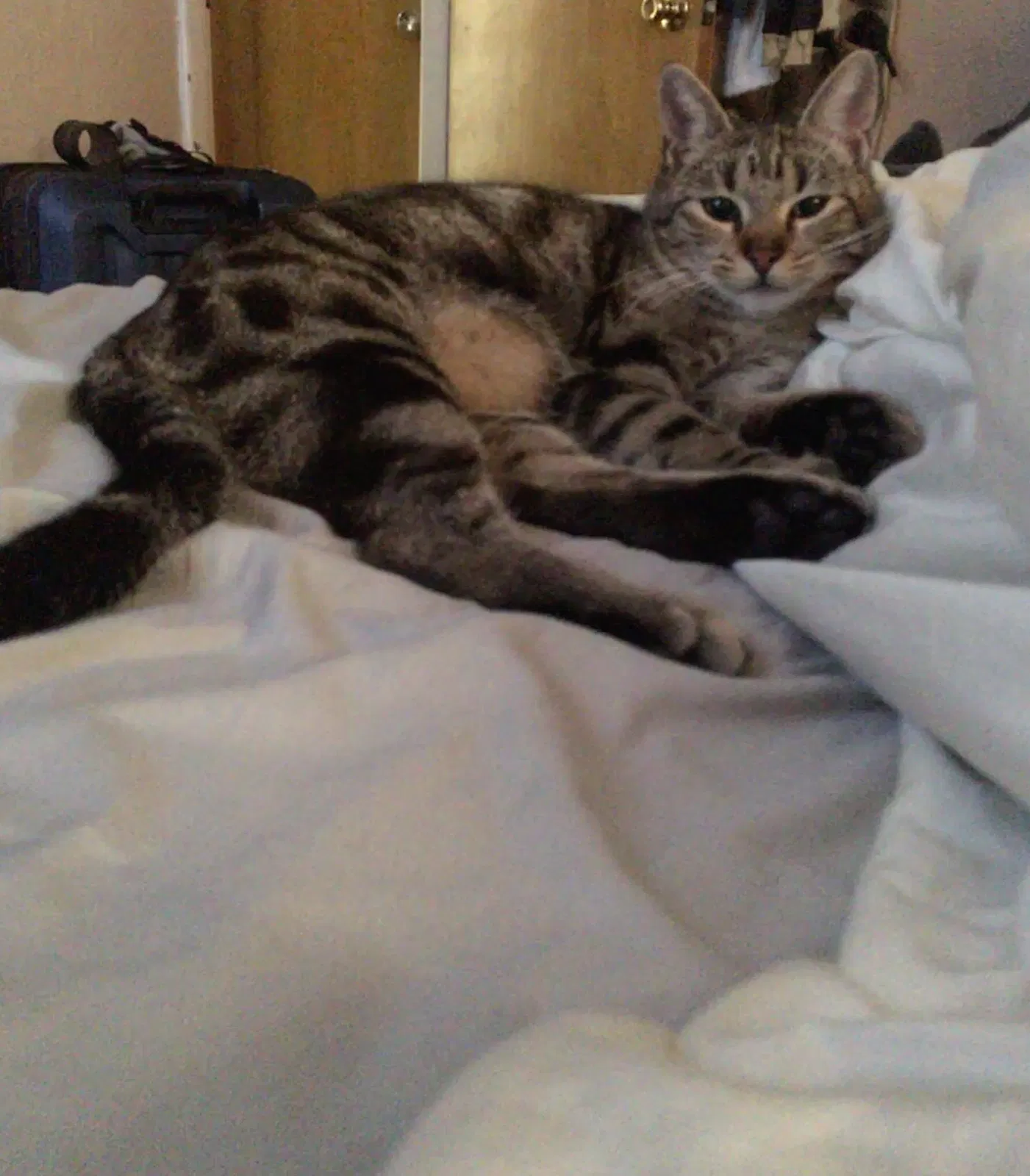 Lost cat in North Richland Hills, TX, 76180