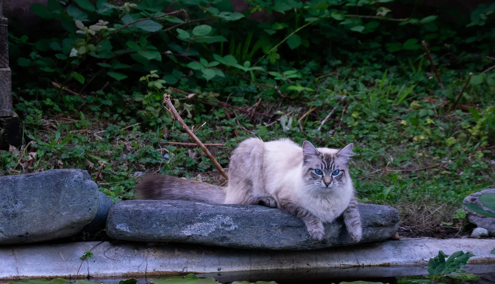 Lost cat in Oak Harbor, WA, 98277