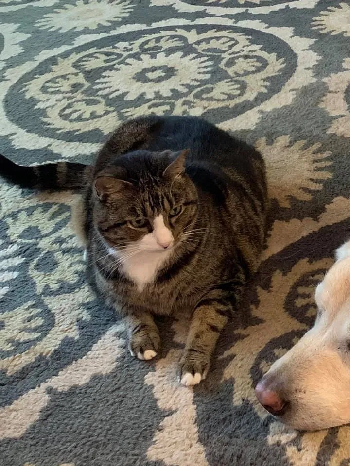 Lost cat in Dublin, OH, 43017