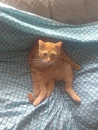 Lost cat in Fort Worth, TX, 76108