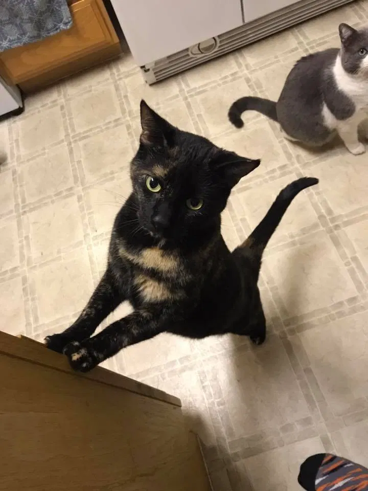 Lost cat in El Paso, TX, 79938