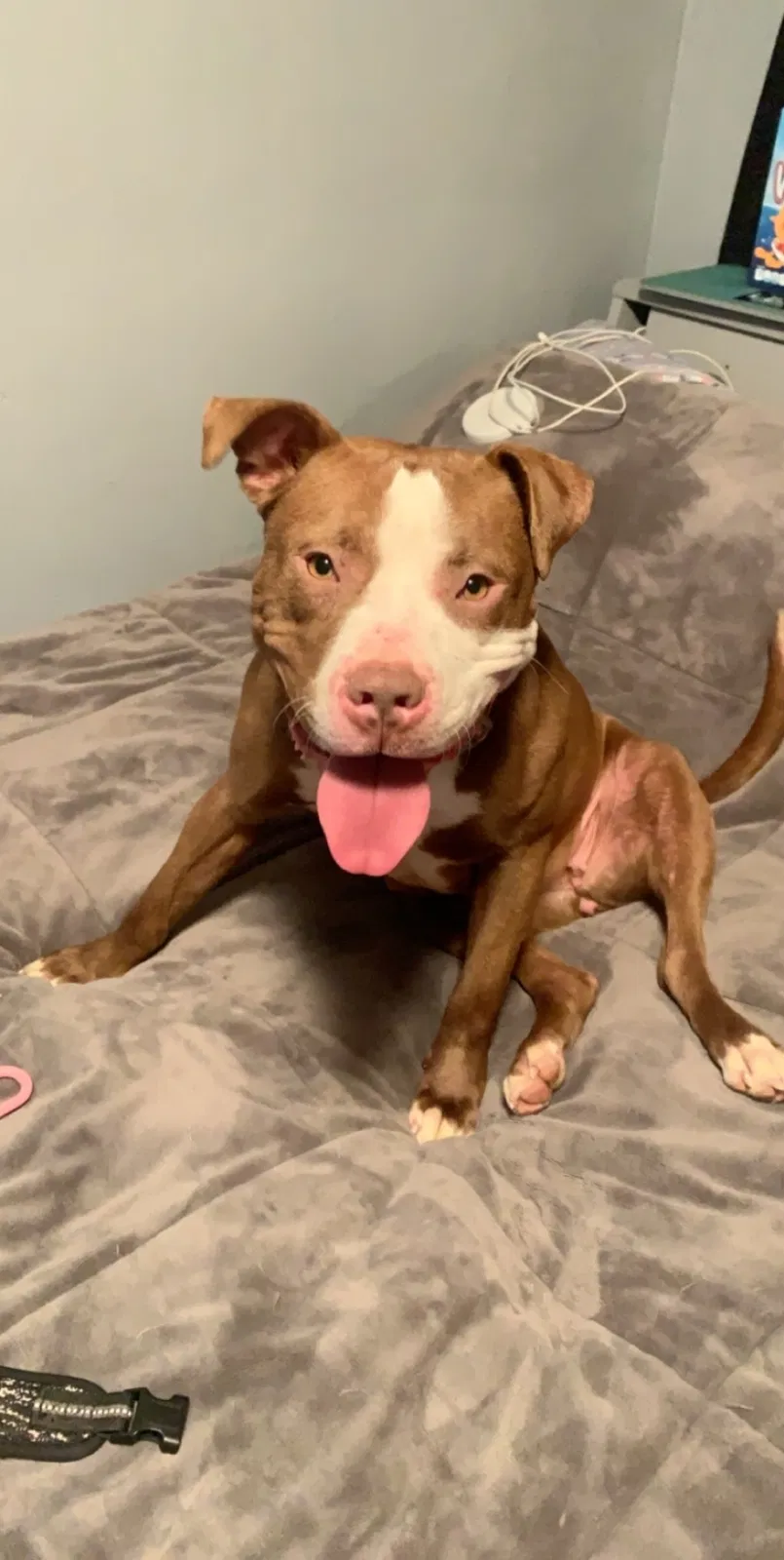 Lost dog in Mansfield, OH, 44907