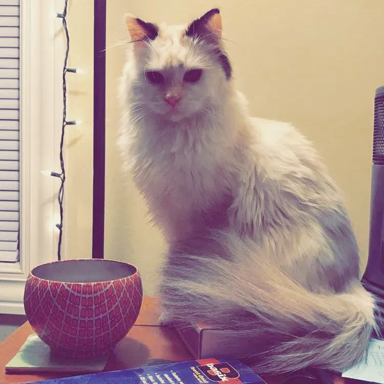 Lost cat in Beaver Dam, WI, 53916