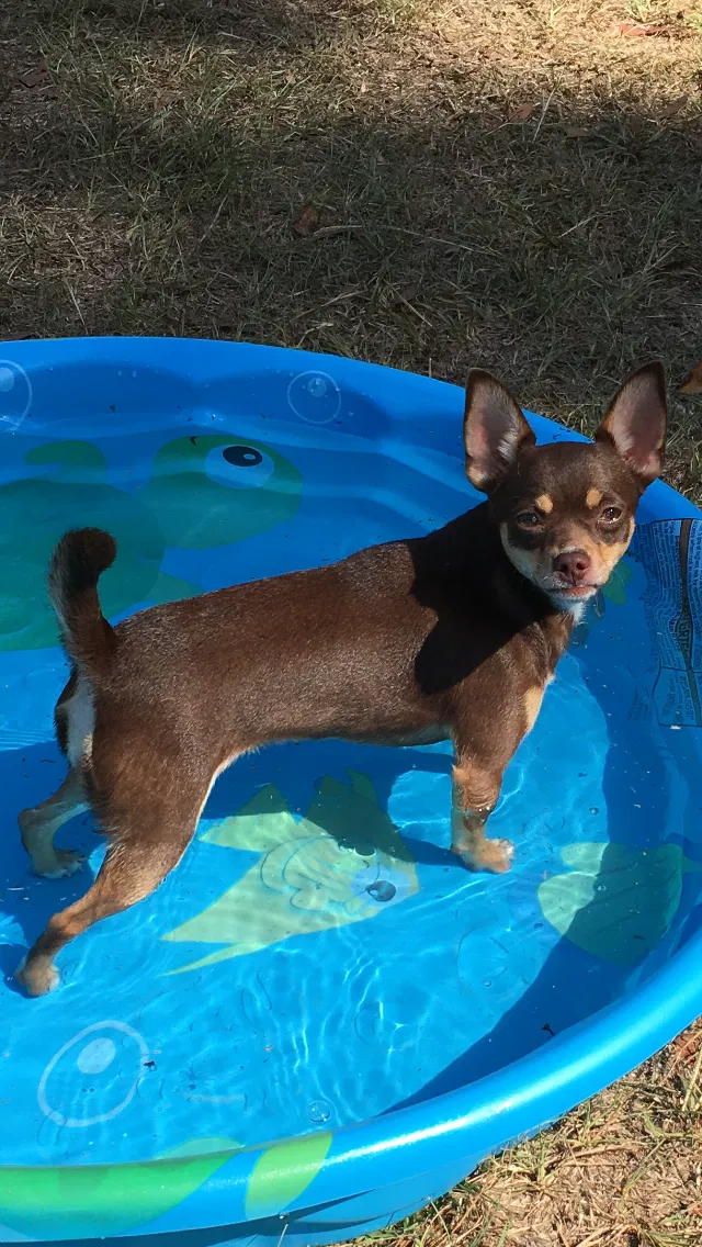 Lost dog in Verbena, AL, 36091