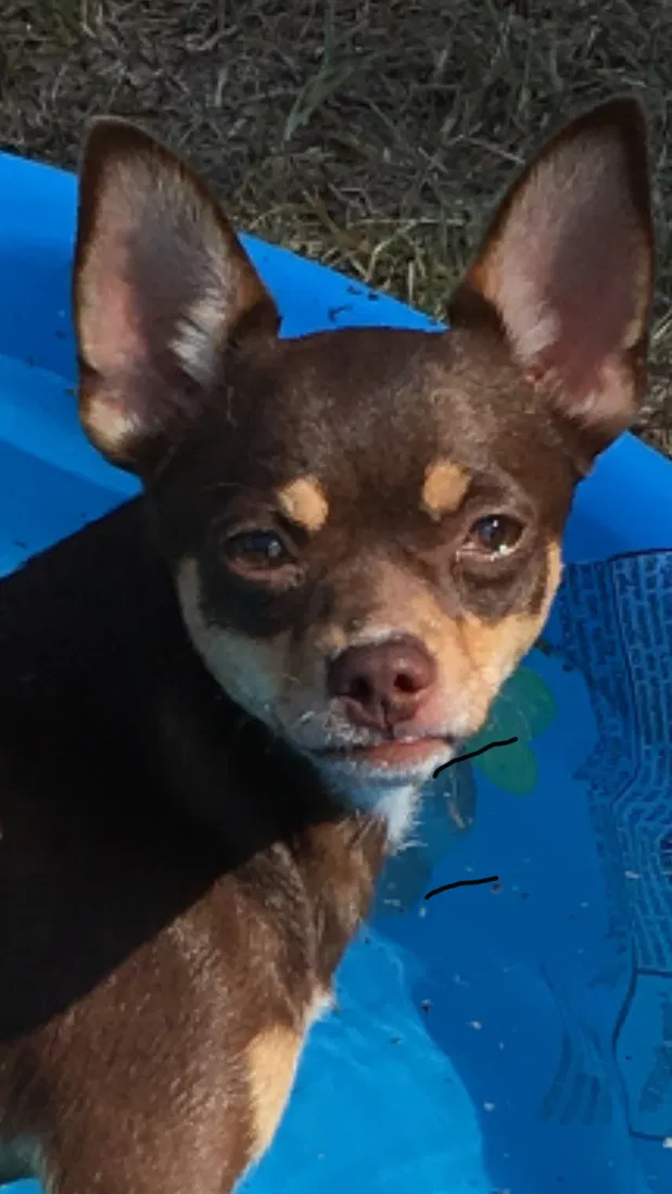 Lost dog in Marbury, AL, 36051