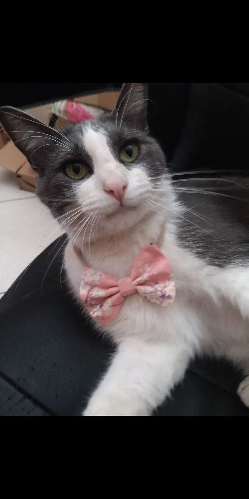 Lost cat in Glendale, AZ, 85302