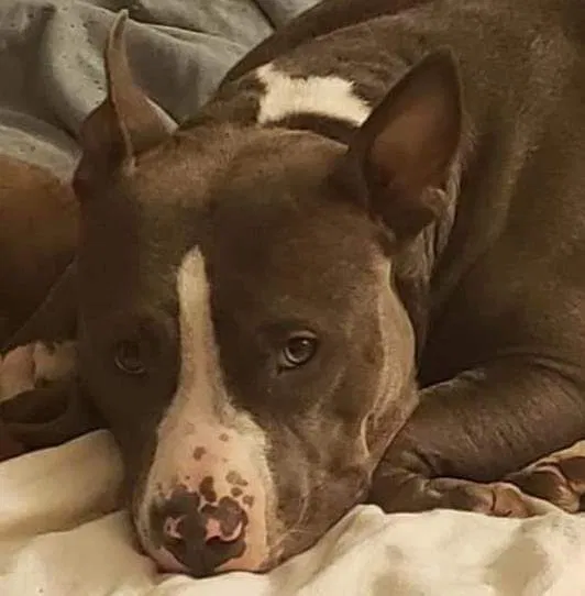Lost dog in Bartow, FL, 33830