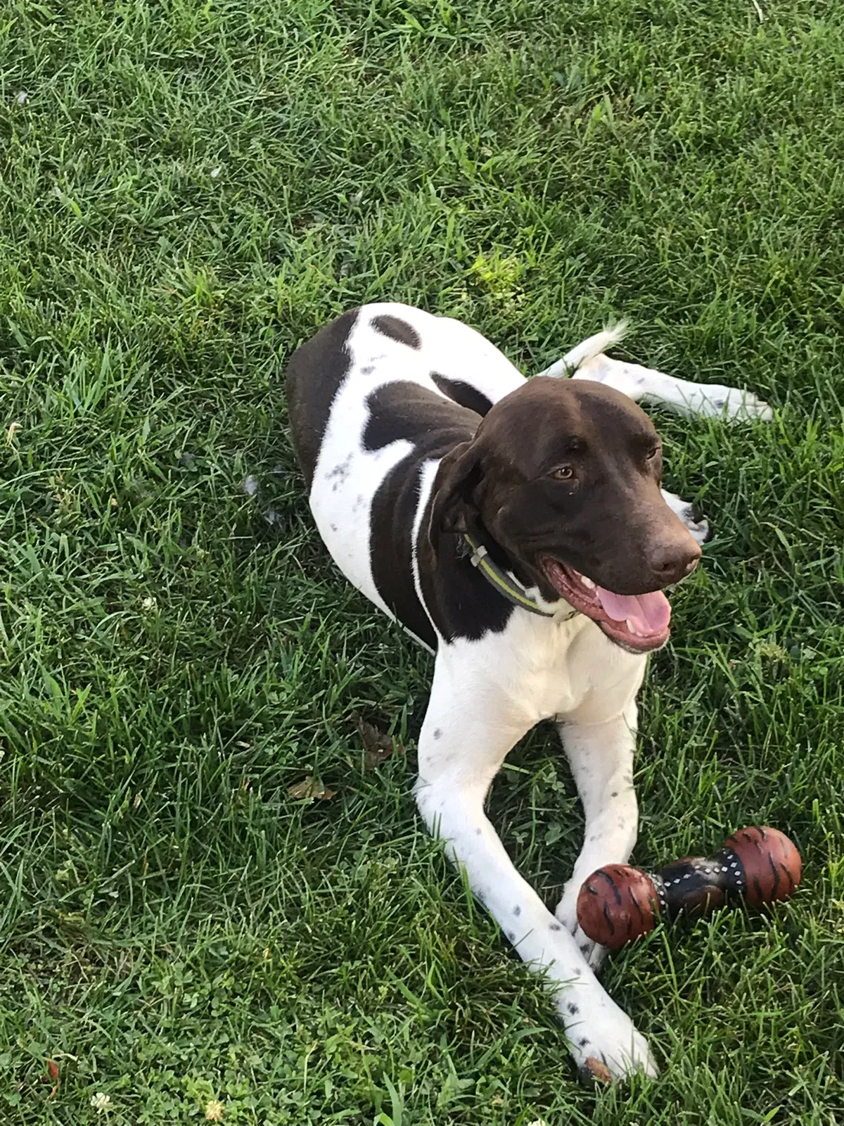 Lost dog in Coldwater, MI, 49036