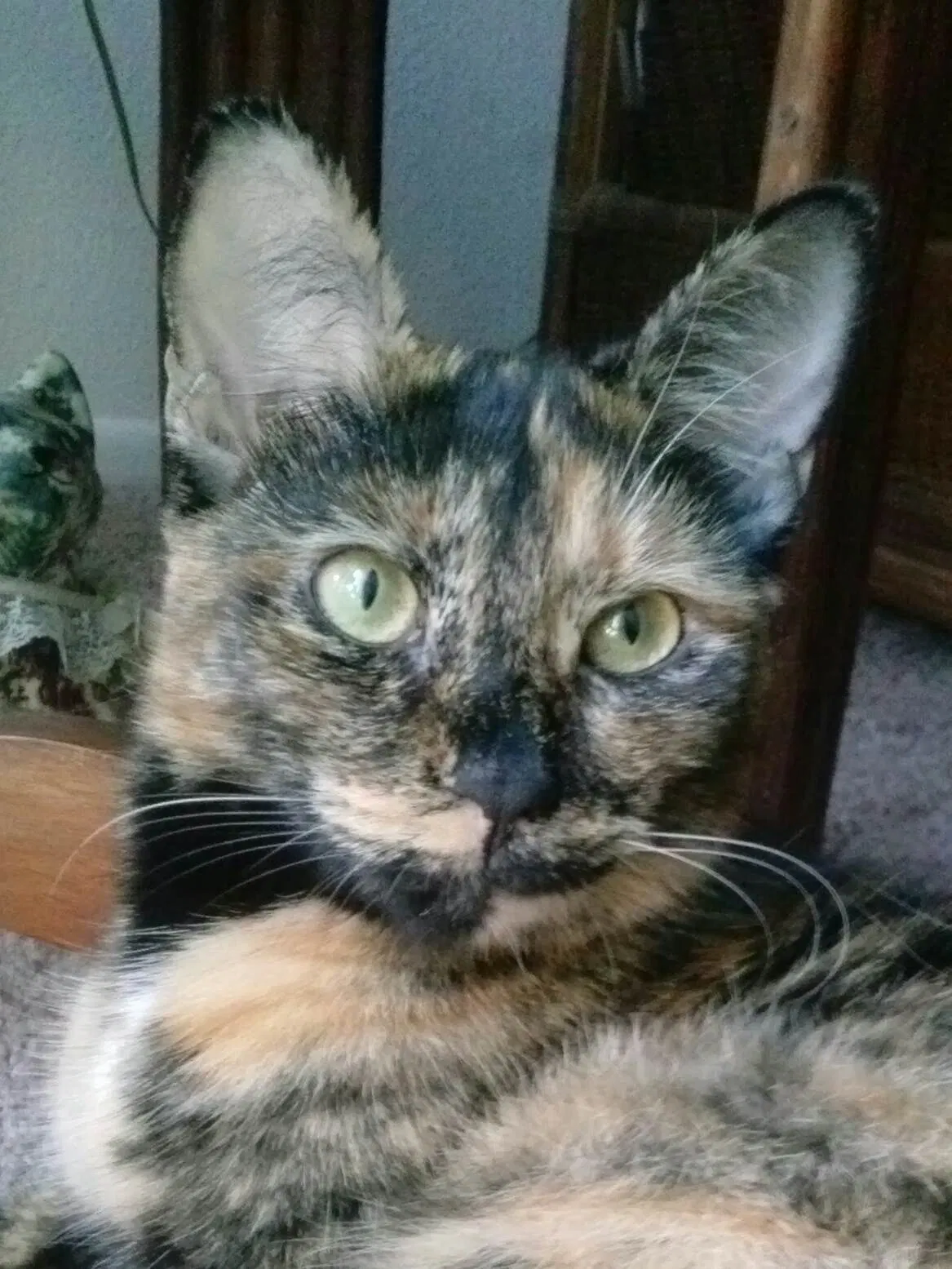 Lost cat in Ocala, FL, 34474