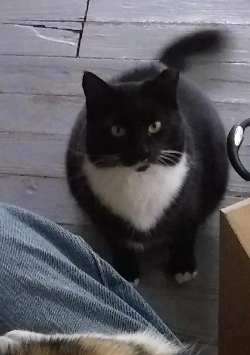 Lost cat in Dunedin, FL, 34698