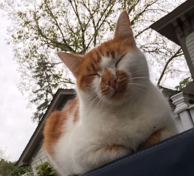 Lost cat in Hinckley, IL, 60520