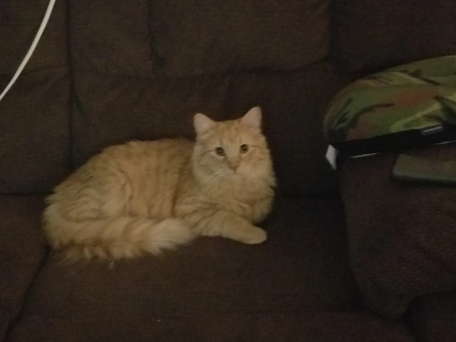 Lost cat in Stillwater, MN, 55082