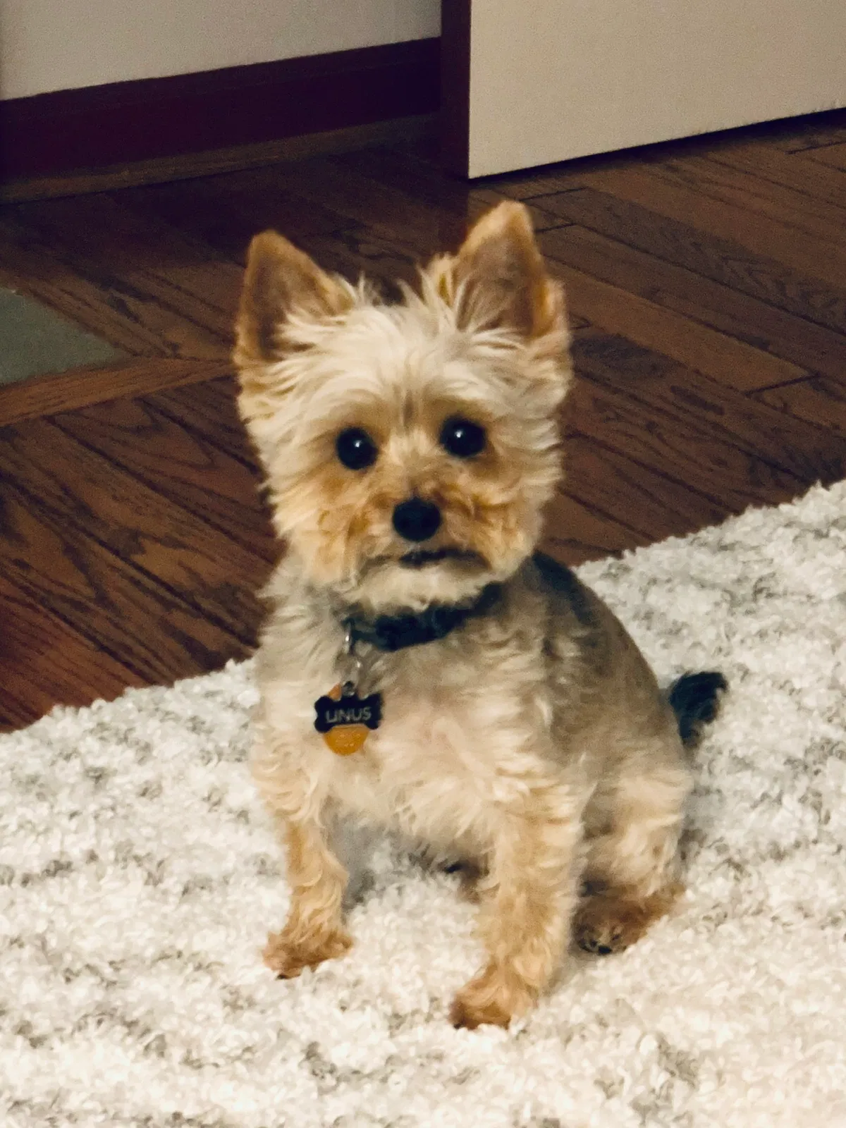 Lost dog in Minneapolis, MN, 55435